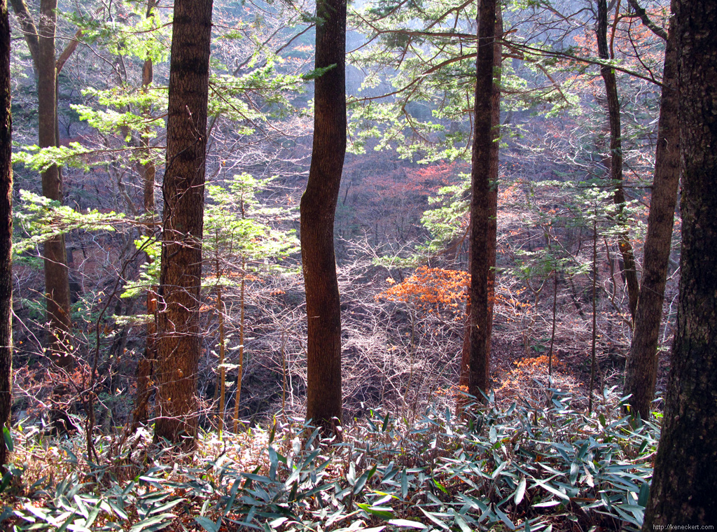 오대산의 가을 숲
